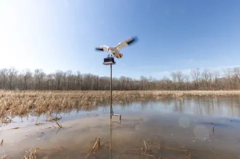 CLONE WATER STAND